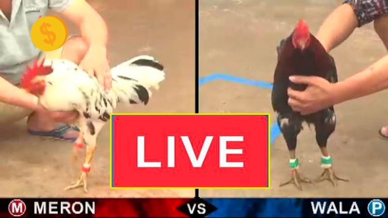 Đá gà trực tiếp 188Bet 2 Đa dạng loại hình cá cược đá gà tại 188bet